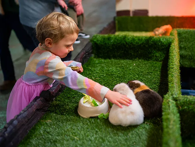 Animal Petting