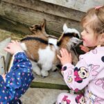Goat Kid Cuddling