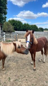 Pony 2